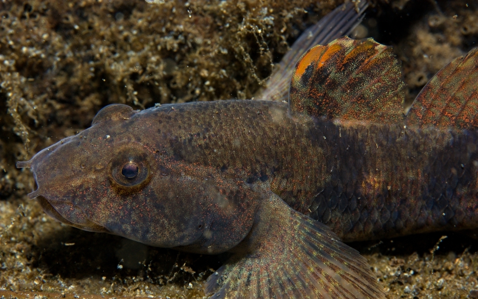 Proterorhinus semilunaris (Heckel, 1837)